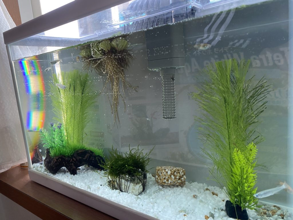 メダカの水槽リニューアル 保険ワールド 姫路手柄店 姫路今宿店 姫路ヤマダストアー花田店 宍粟山崎店 メダカの水槽リニューアル 保険ワールド 姫路手柄店 姫路今宿店 姫路ヤマダストアー花田店 宍粟山崎店