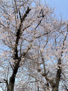 春爛漫・・・花・花・花